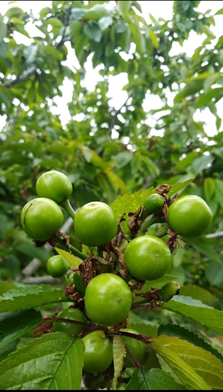 家乡特色美食#绿樱桃,大家见过没有?