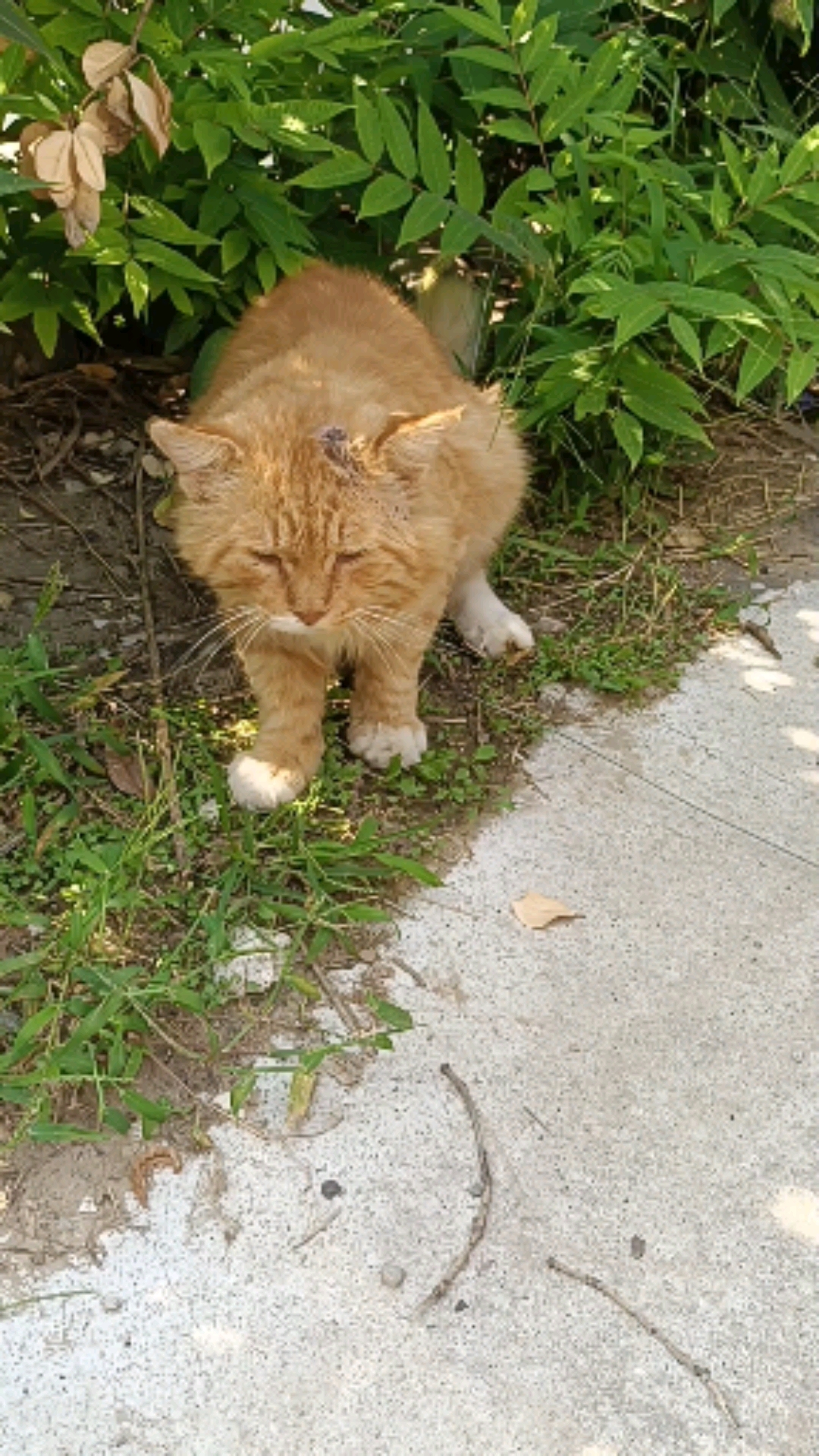 关爱流浪猫#大黄要成精,我让它把二花找回来,还真回来了