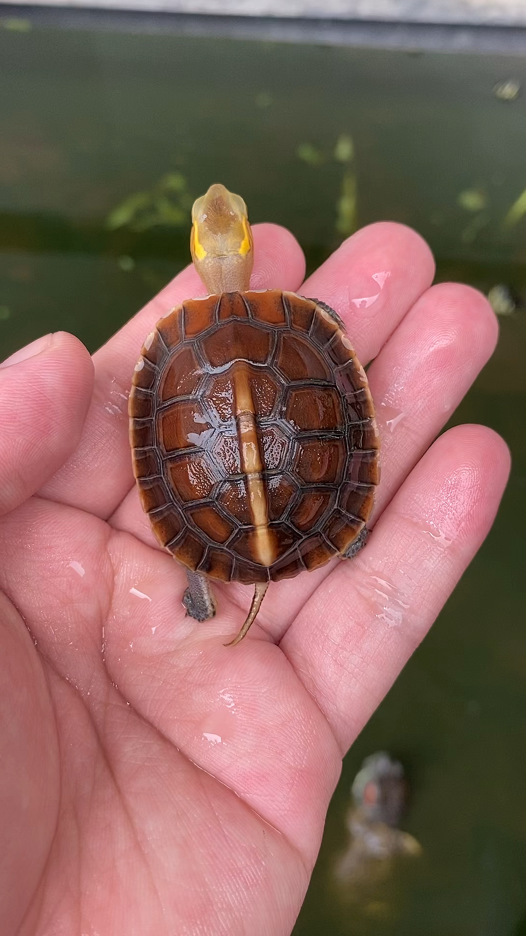安缘龟#活泼又可爱的,安缘龟苗