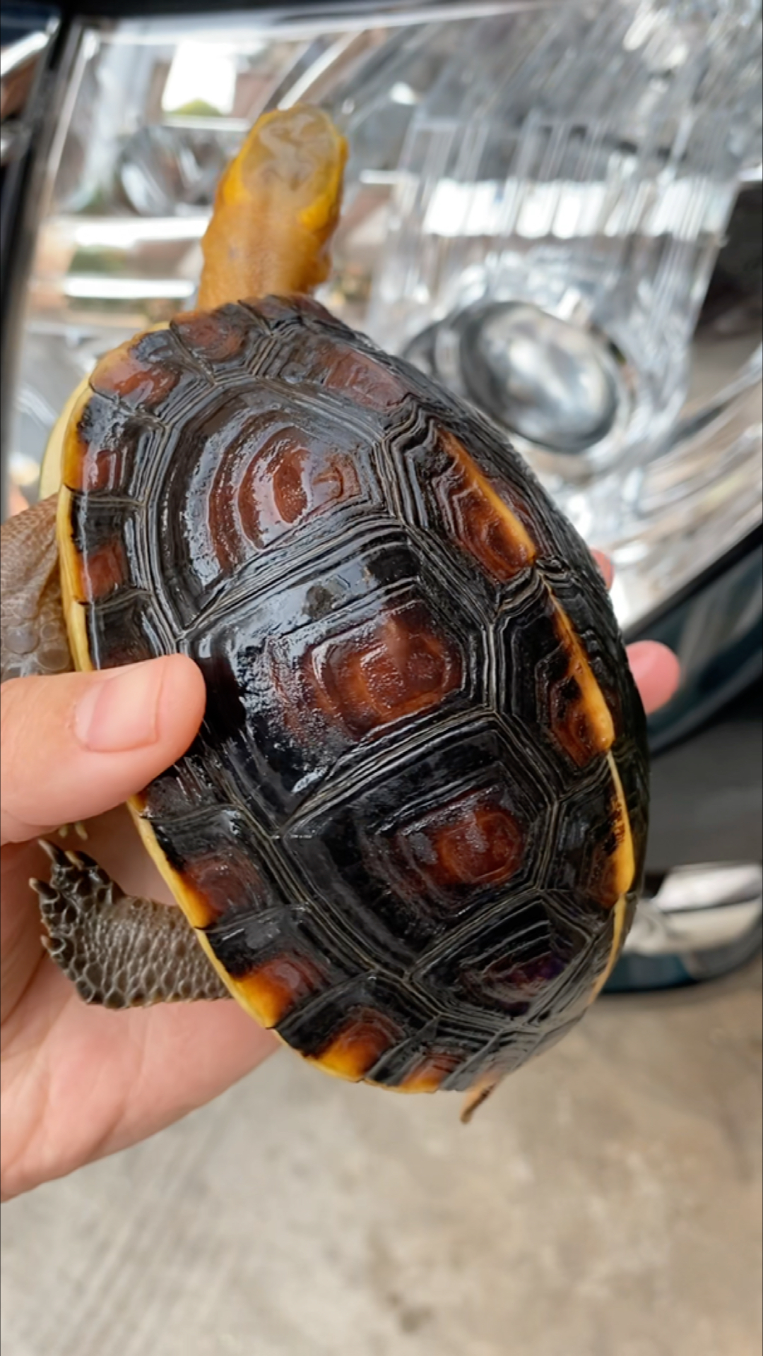 黄缘龟(安徽种)