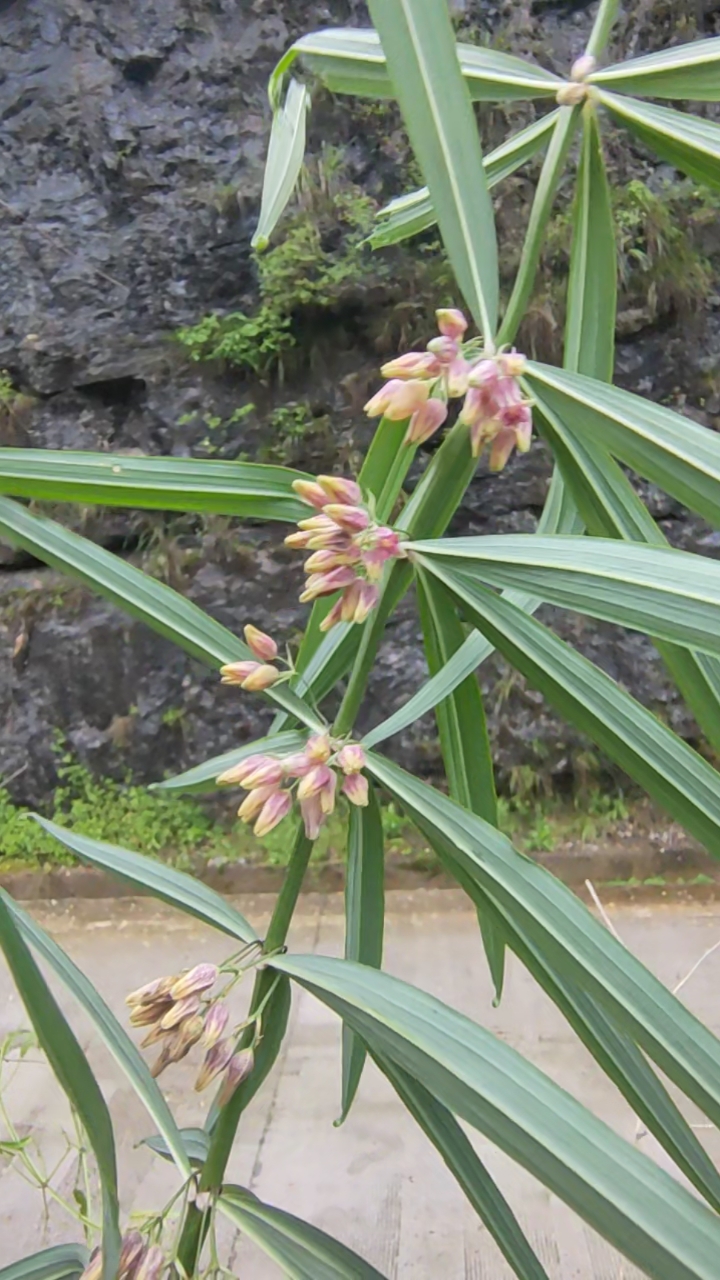 好物推荐#黄精都开花了