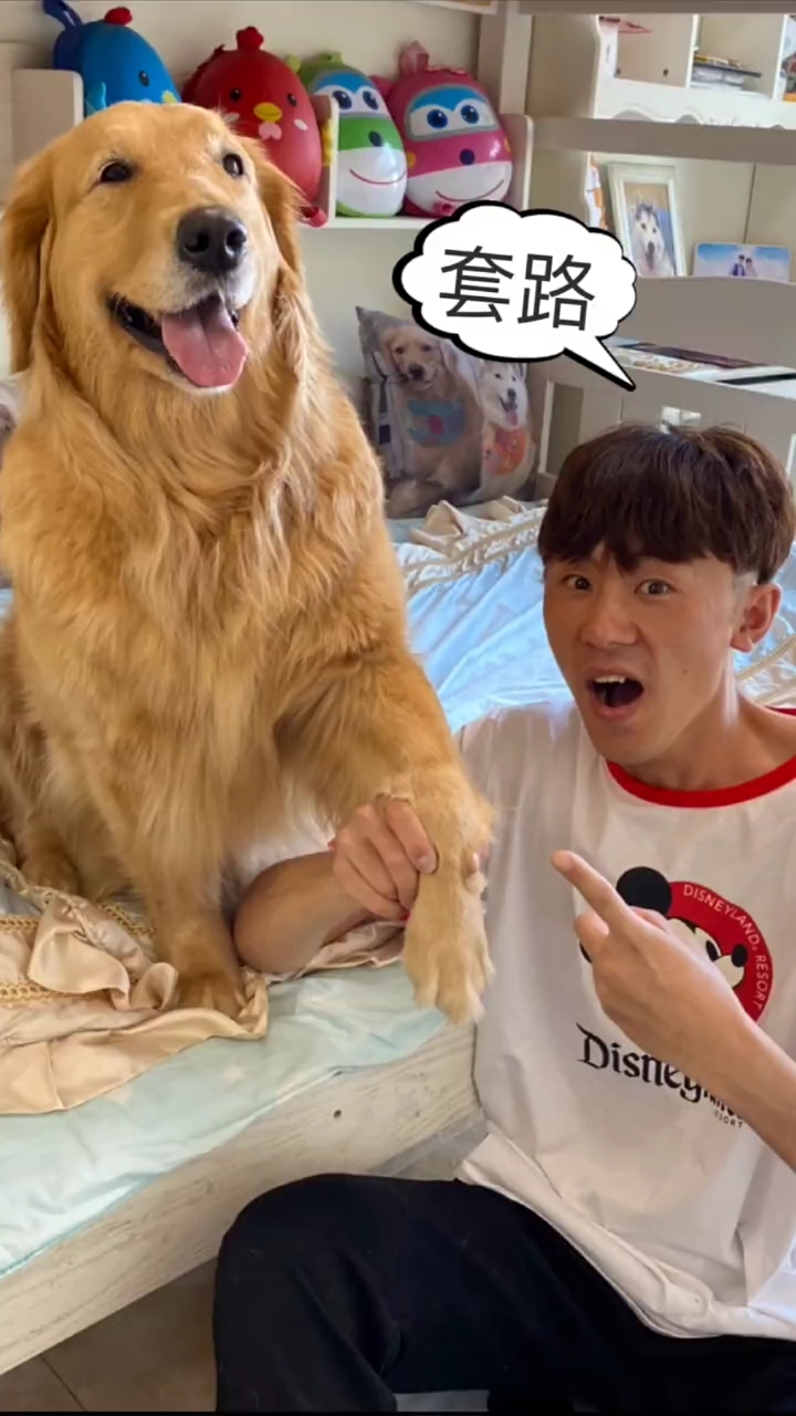 金毛蛋黄:优莉:让你套路我,这拳法厉害吧
