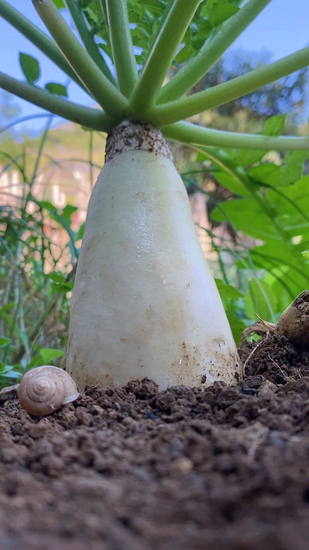 手机摄影教学#菜地萝卜这样拍-度小视