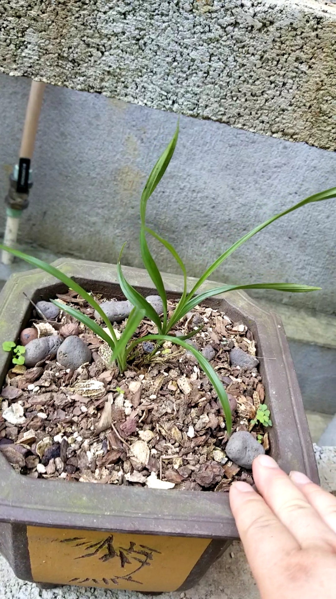 兰花#精品龙行草,矮蕙兰