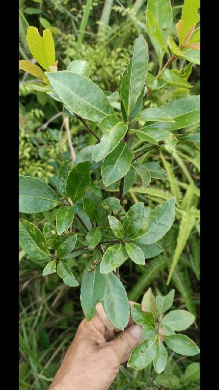 春花石班木,有喜欢的吗