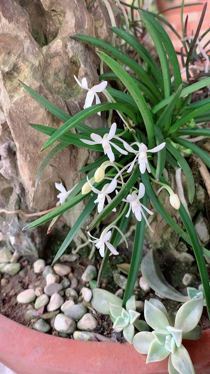 野生兰花