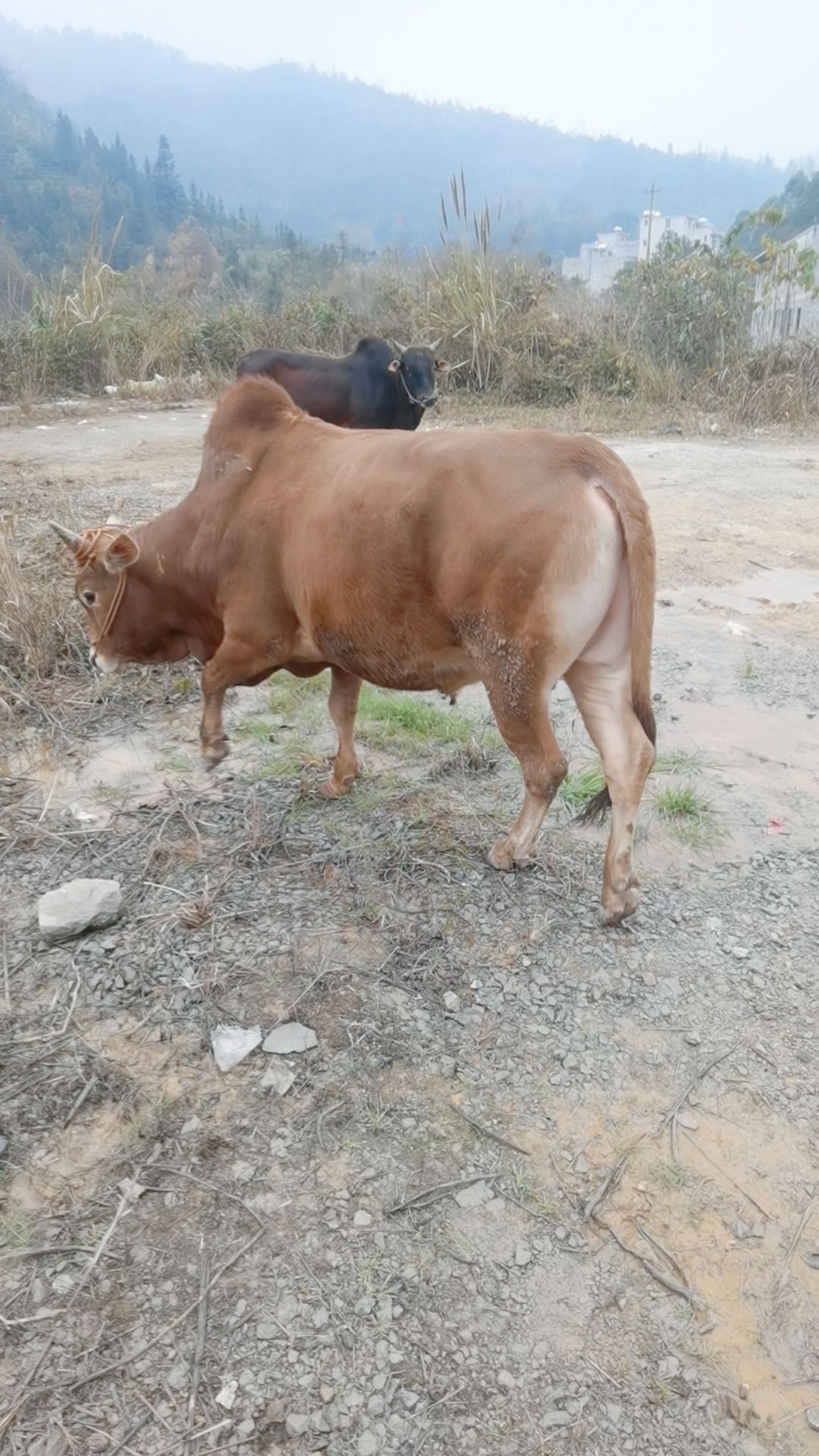 养牛#养殖户养了两年的土黄牛,这些牛即将完成使命,牛贩说9头只有