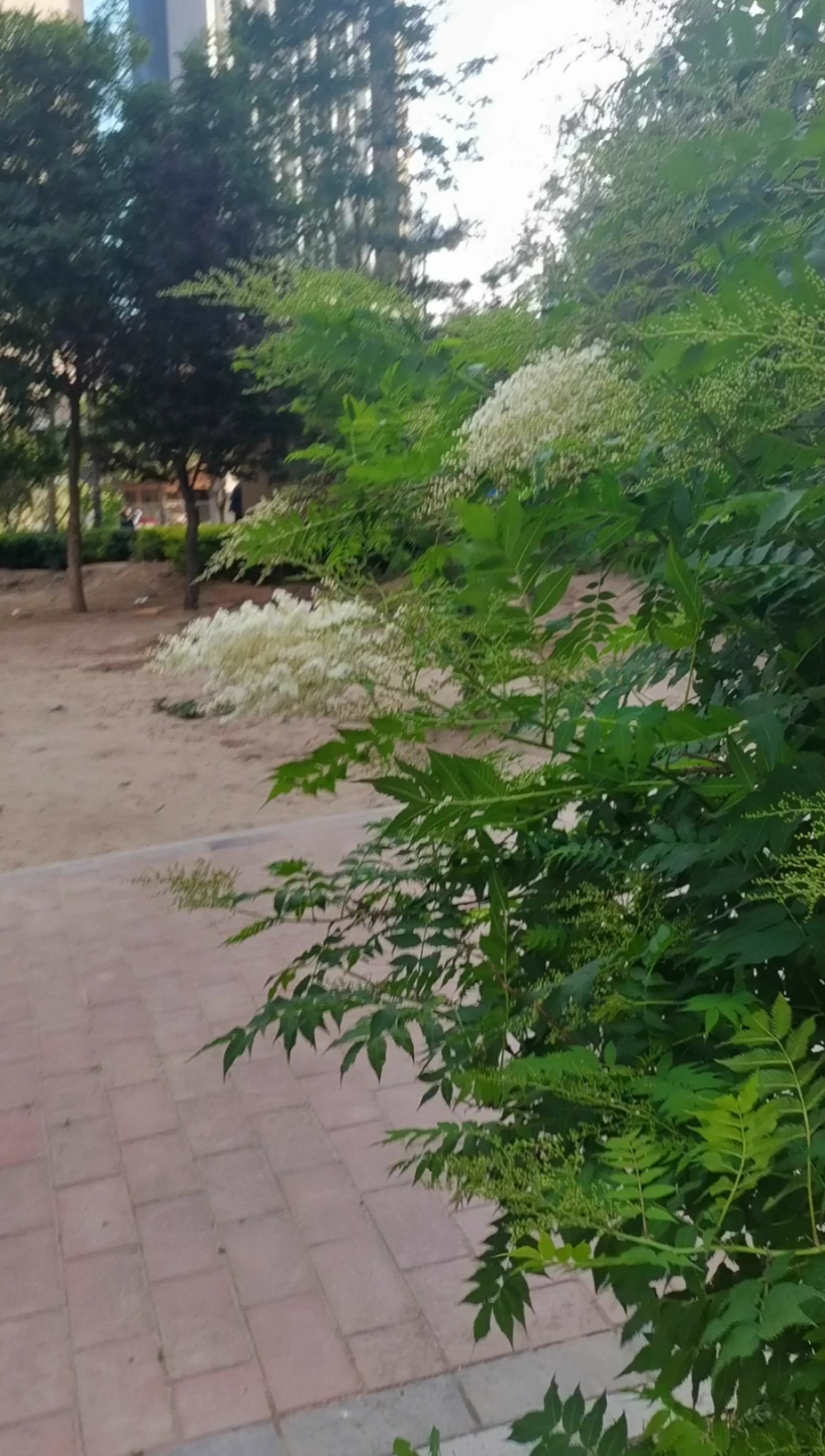 一撮花上面全是小小的花淡淡的香