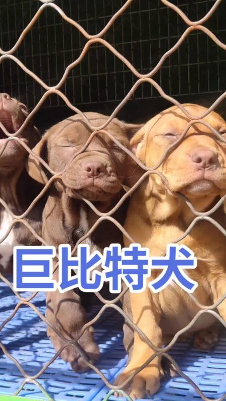 比特犬%全民热门%大体比特犬%全民热门热门热门