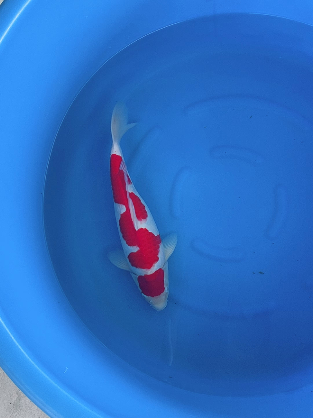 锦鲤赛级丸顶闪电红白锦鲤