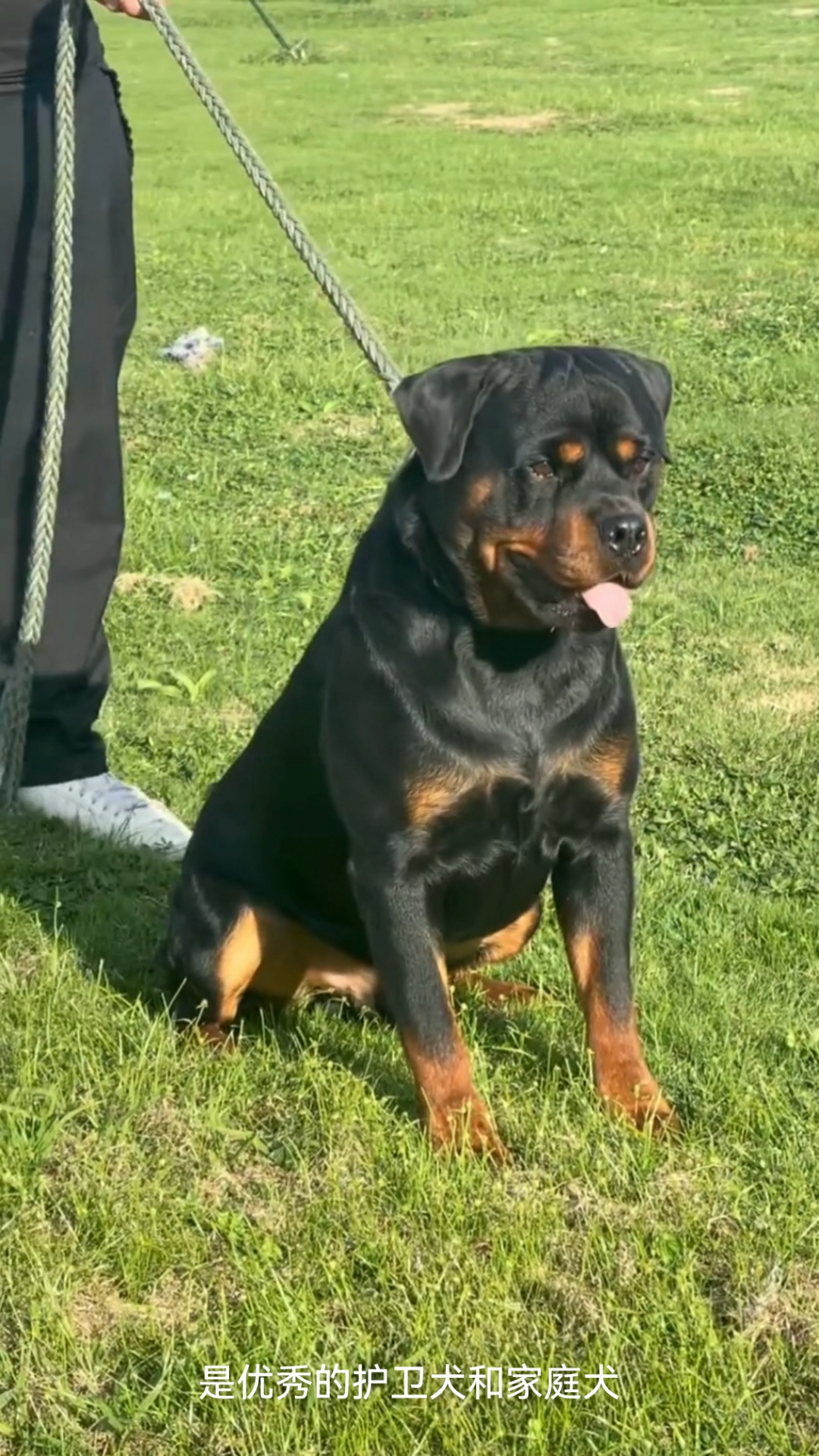 德系罗威纳,幼犬,看家护卫犬-度小视