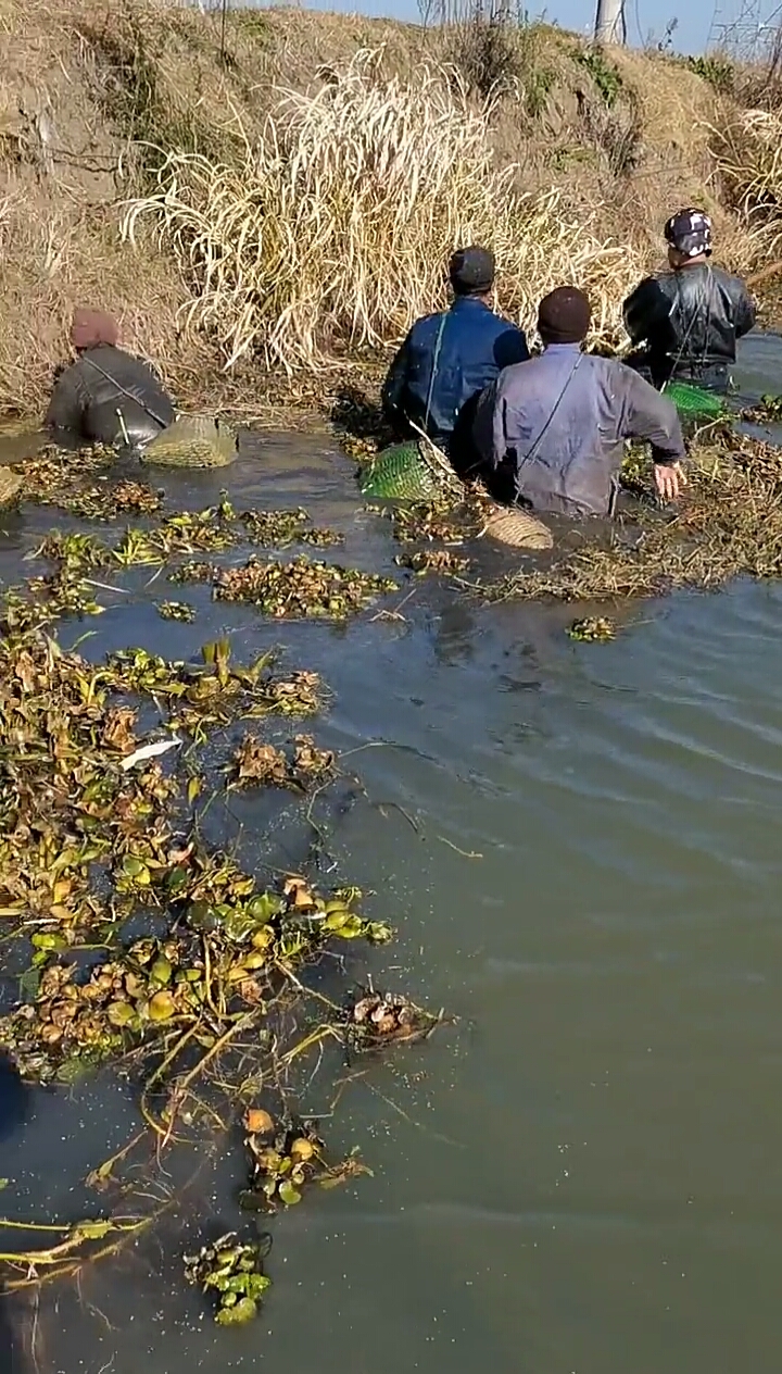 乡村景像#大爷们真能吃苦,3°度都下河摸鱼,是什么样的力量促使他们