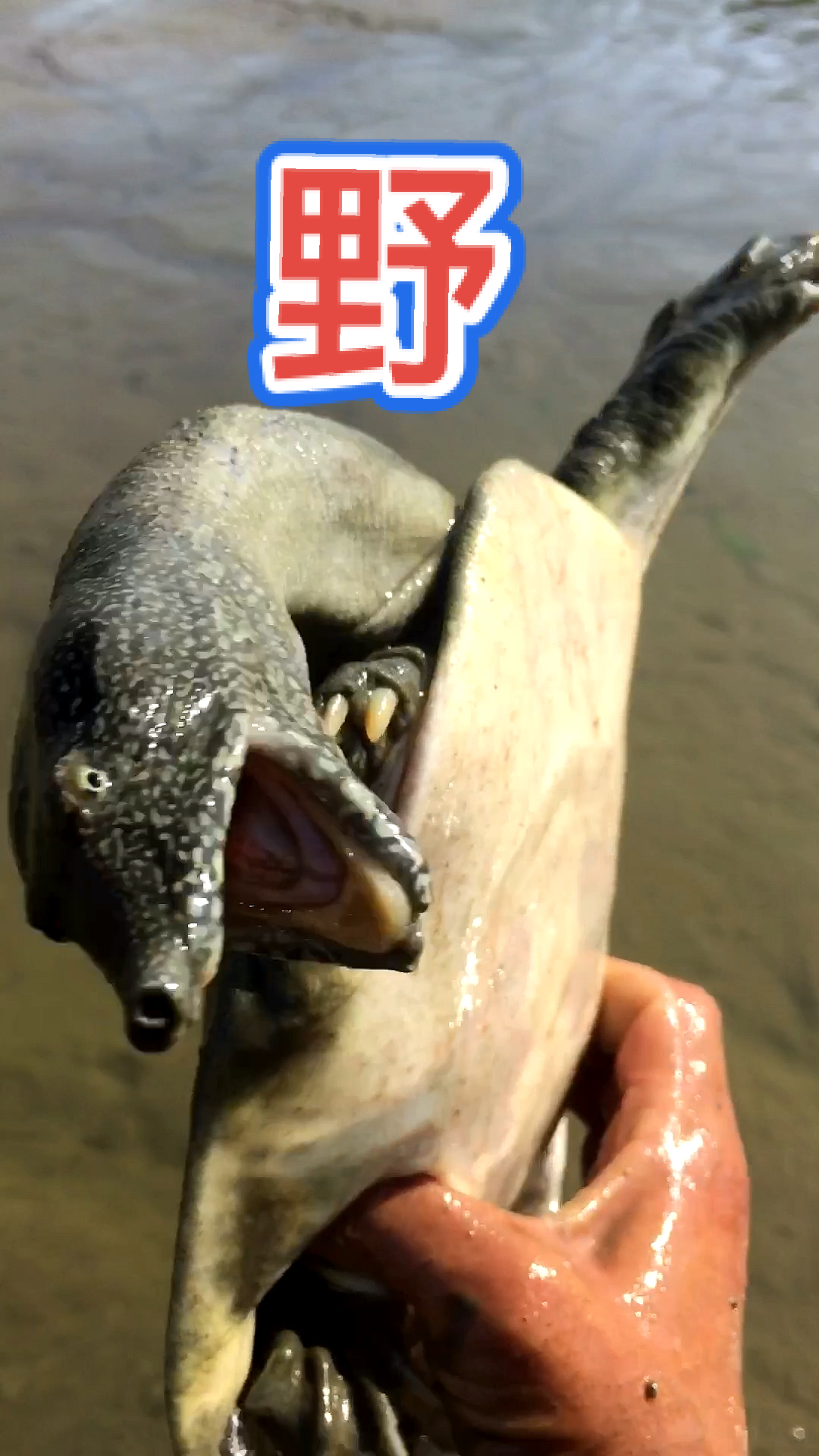 良弟抓甲鱼:这是我抓过最野的甲鱼