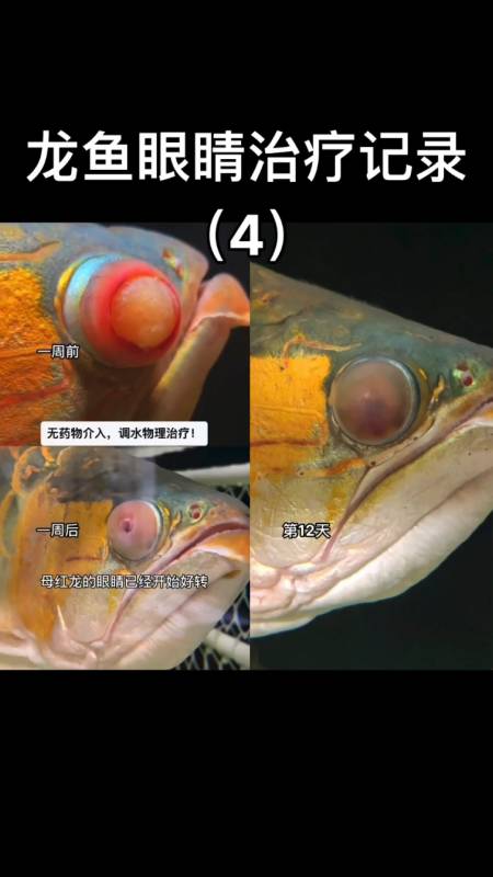 龙鱼#龙鱼眼睛治疗记录(4)收口恢复中!-度小视