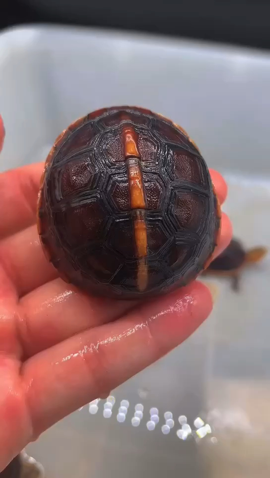 黄缘龟#独一无二,双连球碌