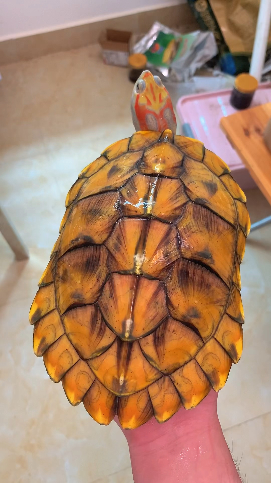 二斤超靓彩巴蜡笔9115母!变异巴西龟!