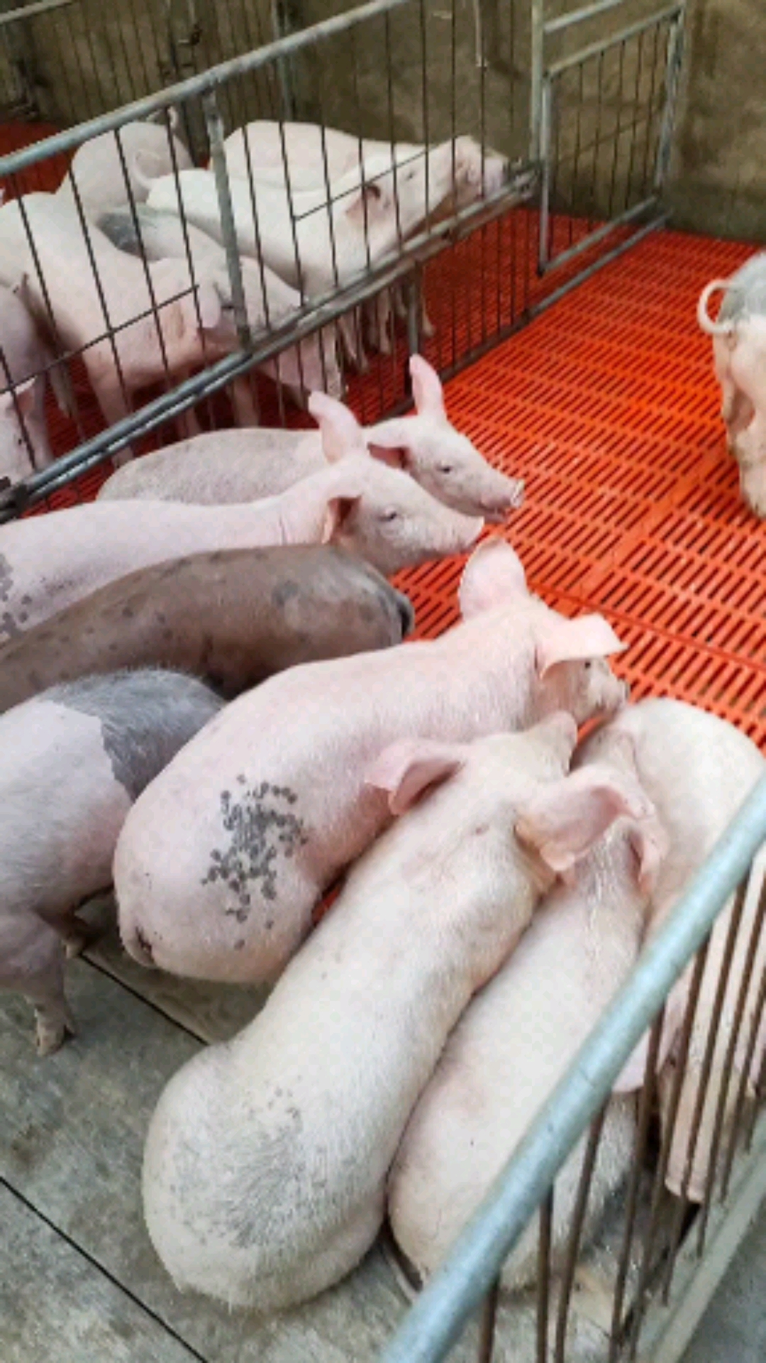 精品育肥猪苗#快乐的小猪