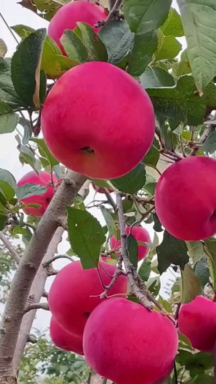 望乡红苹果自带清香味,不套袋,不用铺反光膜.-度小视