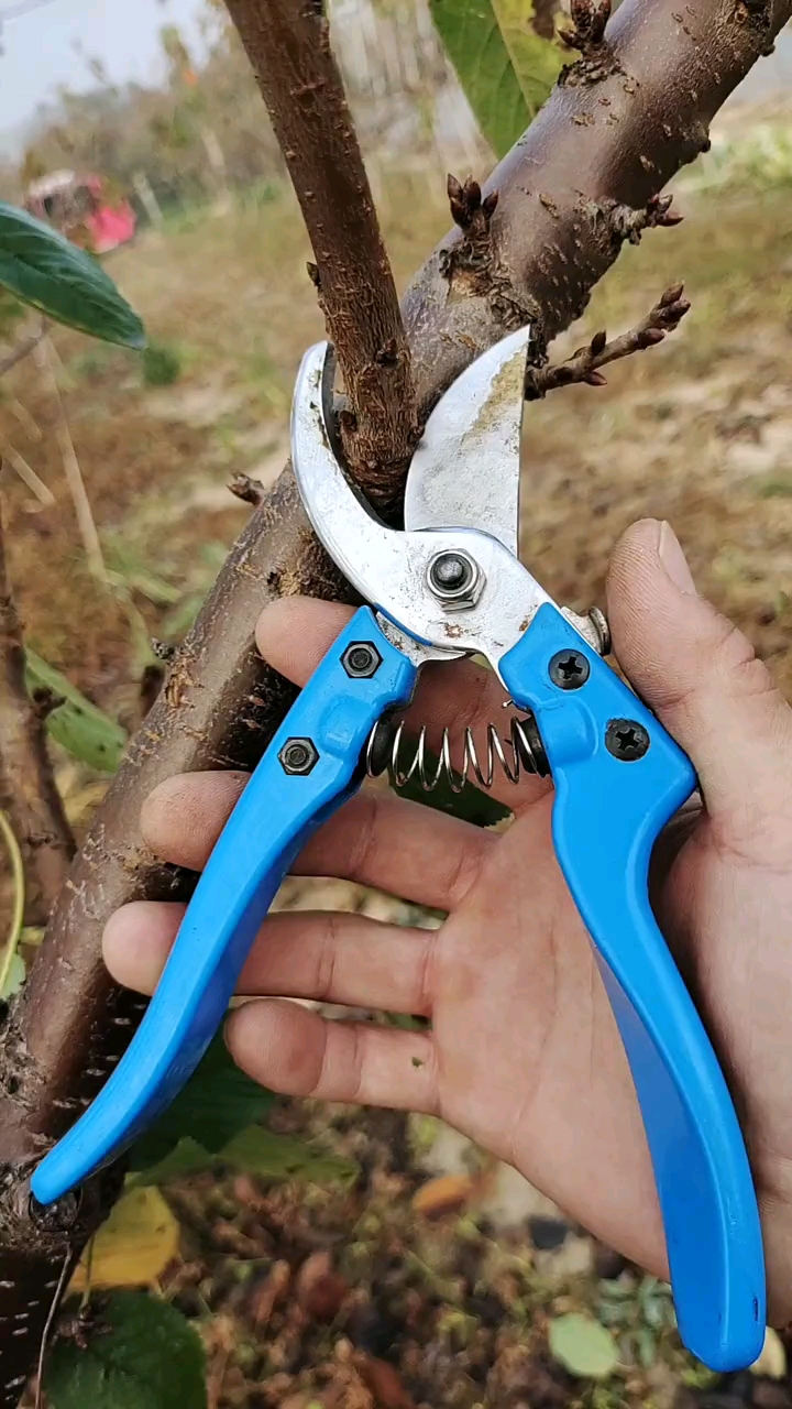 大樱桃果树修剪,该放则放,该收则收