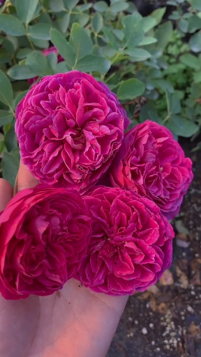 爬藤月季,大花浓香型花卉,多季开花,花苞爆满