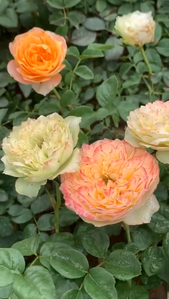 发上一个视频的库存,这是可以开出好几个颜色的奥斯汀切花品种.黄蝴蝶