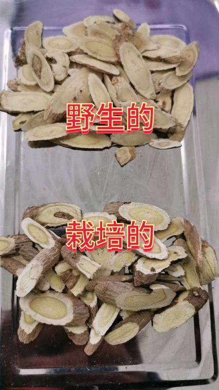 野生黄芪和栽培的黄芪怎么分辨一个视频告诉大家多学点草药知识少吃亏