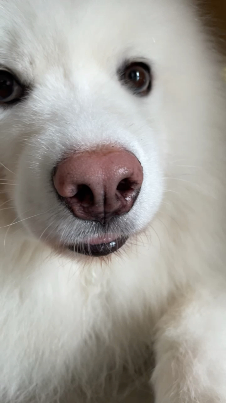 我家萌宠成精了#这猪鼻子,带入感很强啊!