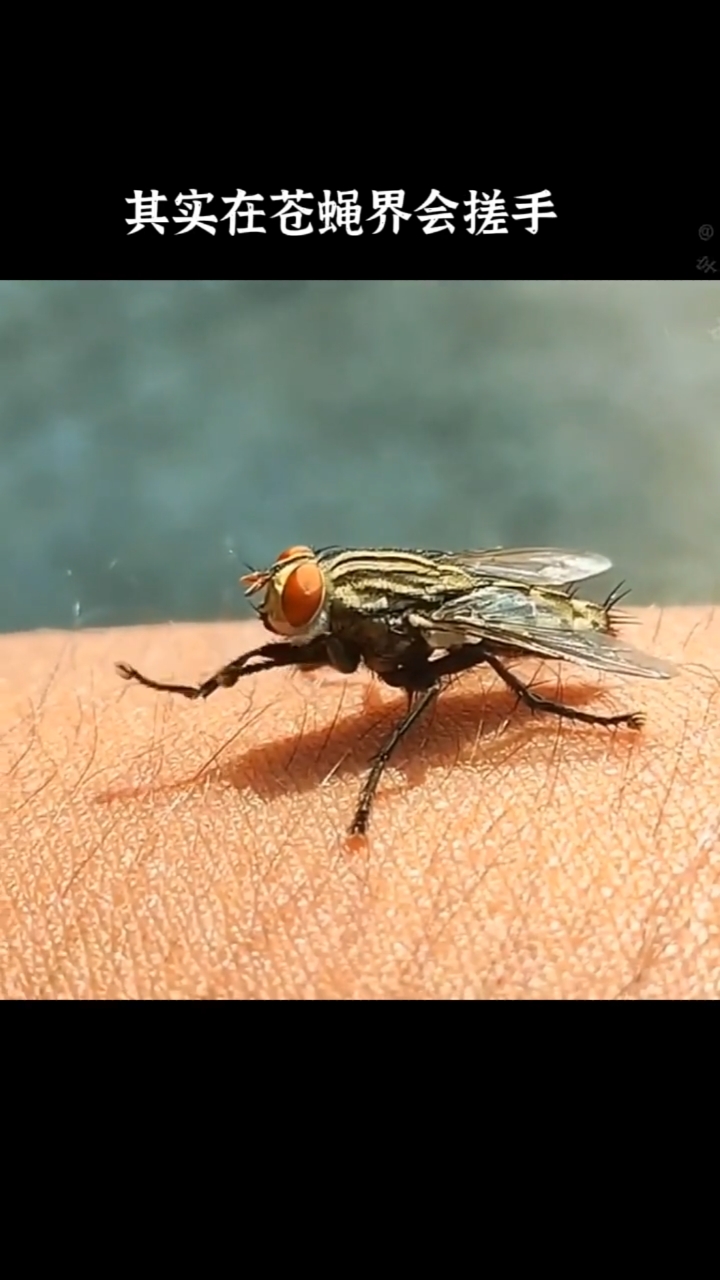 为什么苍蝇能把自己的头拧下来玩?看了这个视频你明白了吗?