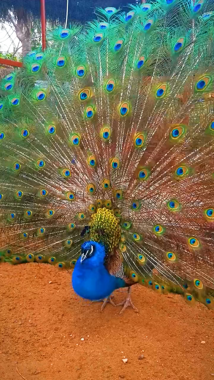 孔雀开屏完美的开出一个爱心美丽至极