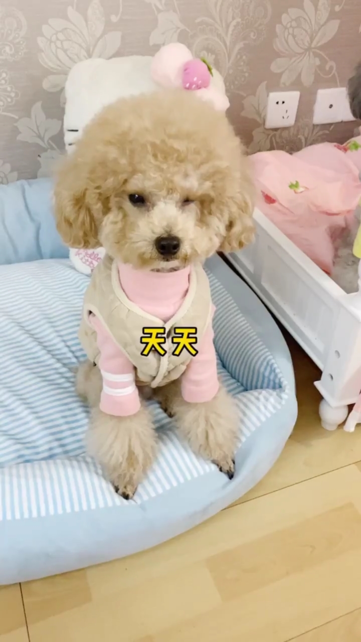 你好,夏天#狗狗来拍照摆造型