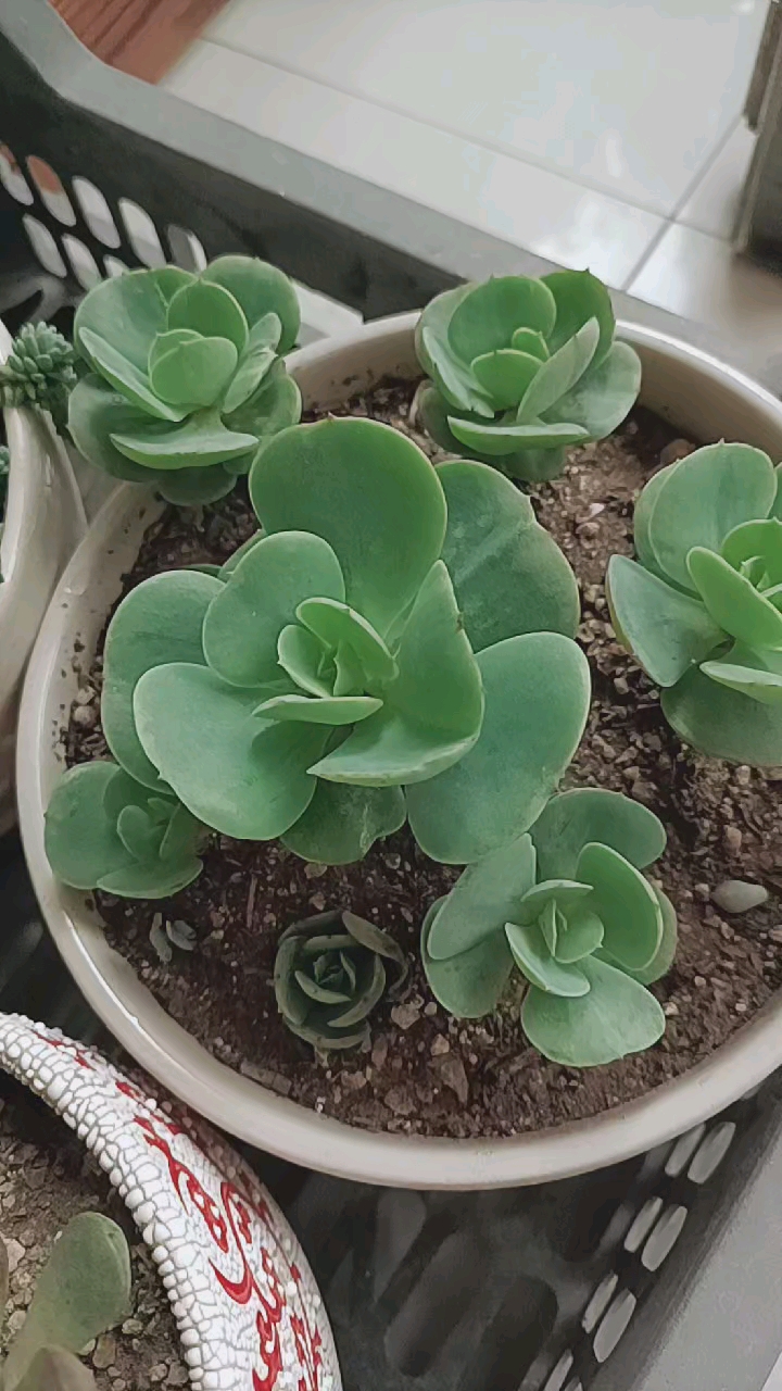 多肉植物#碧桃叶插宝宝