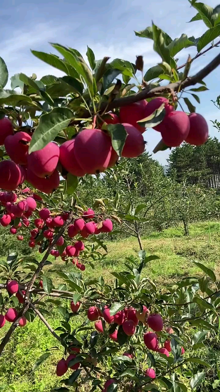 鸡心果树苗苗育苗基地秋后大量出圃