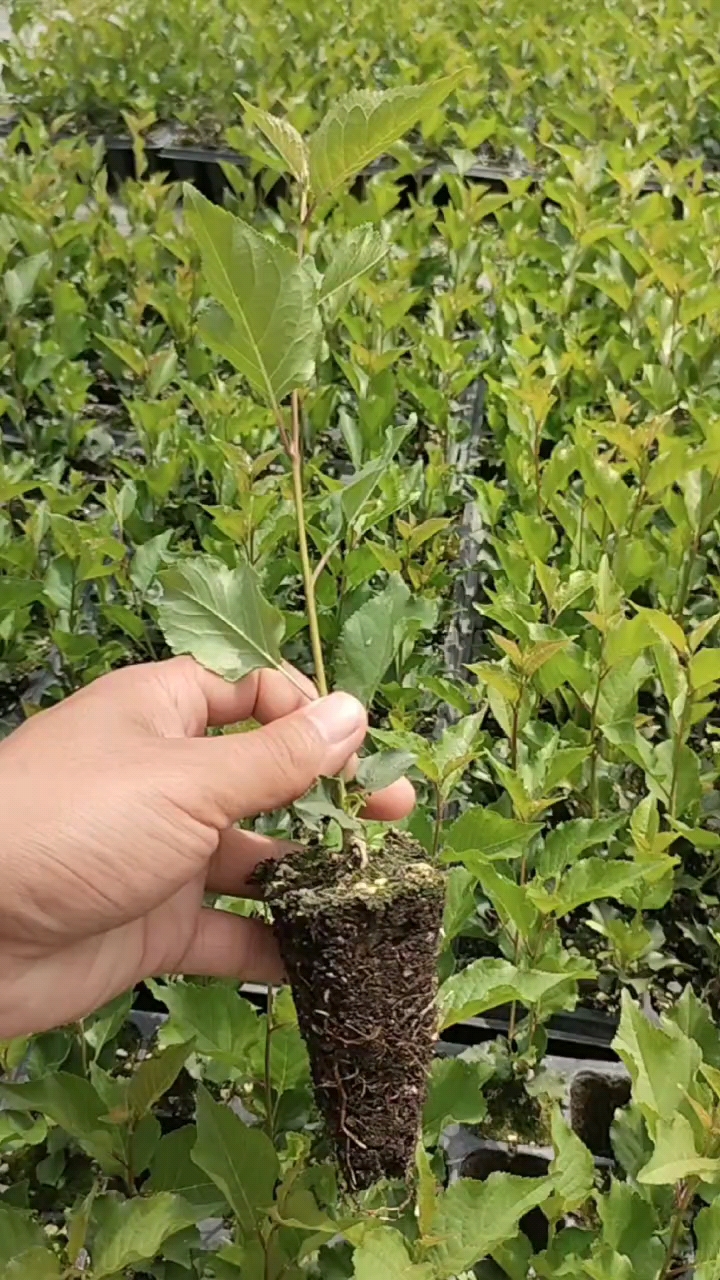 吉塞拉6号砧木苗大樱桃砧木苗