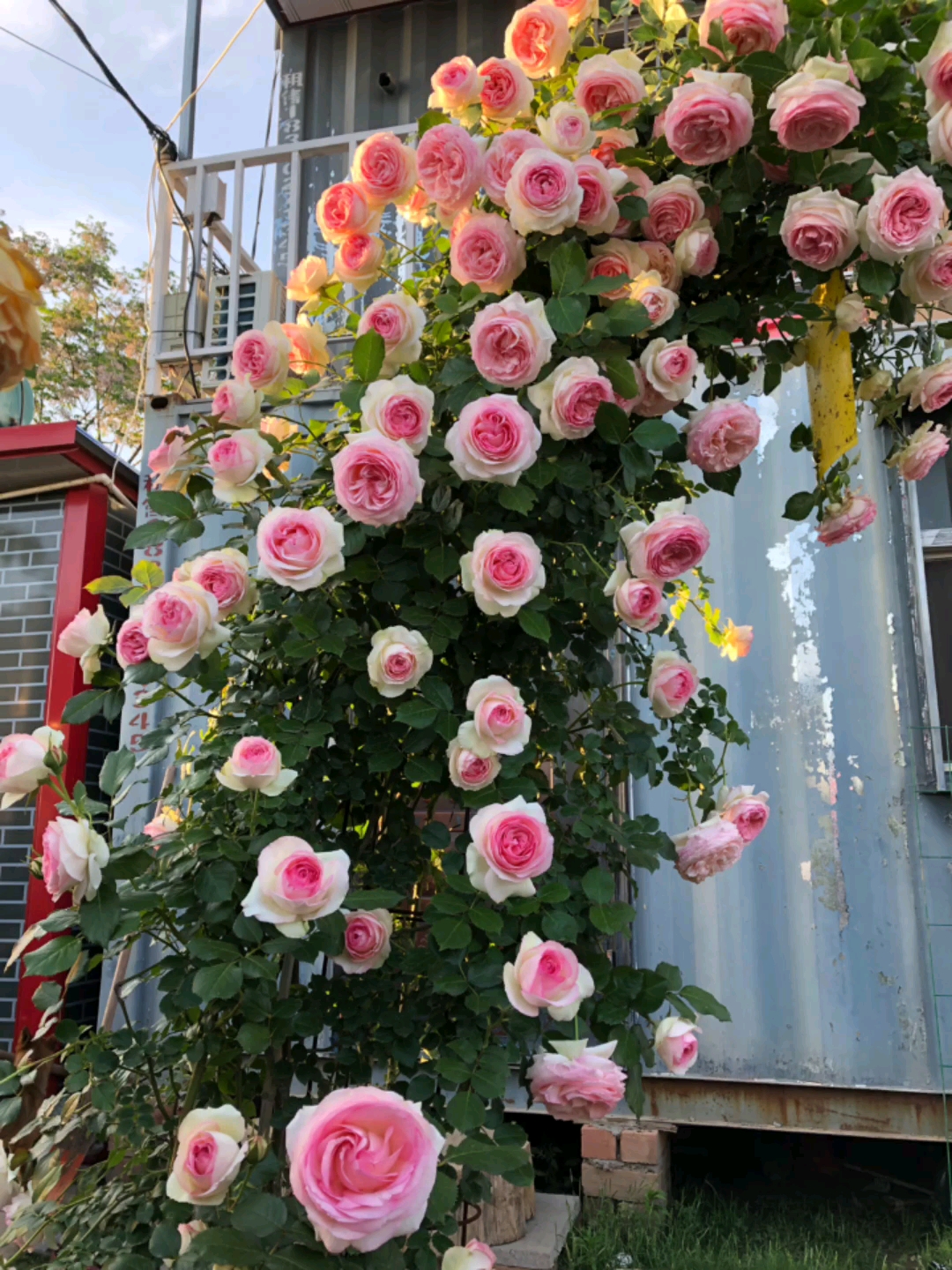 爬藤欧月粉色龙沙宝石开花效果