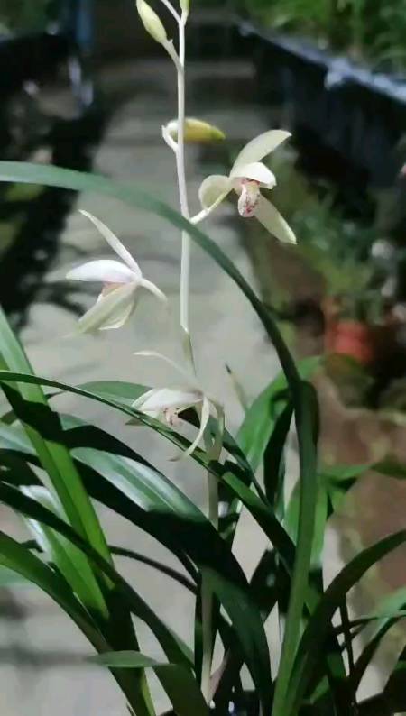 兰花广西产绿花苞转色宽叶白花彩心花杆同色