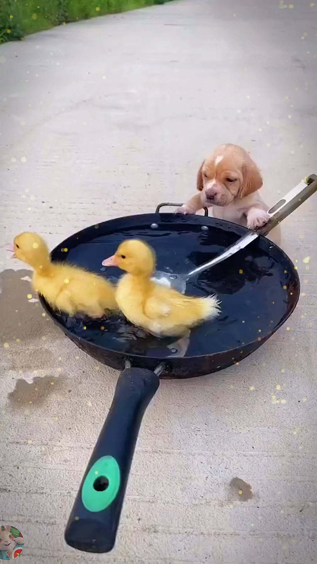 狗子#狗子和小鸭子的友情