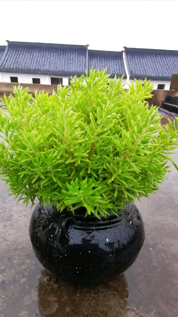 我的多肉#雨后的佛甲草,清新的调调.