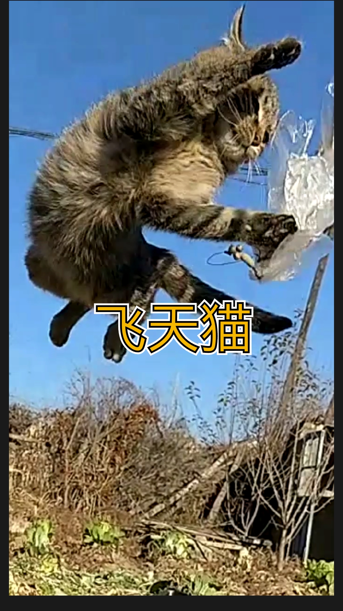 田园功夫猫#飞天猫