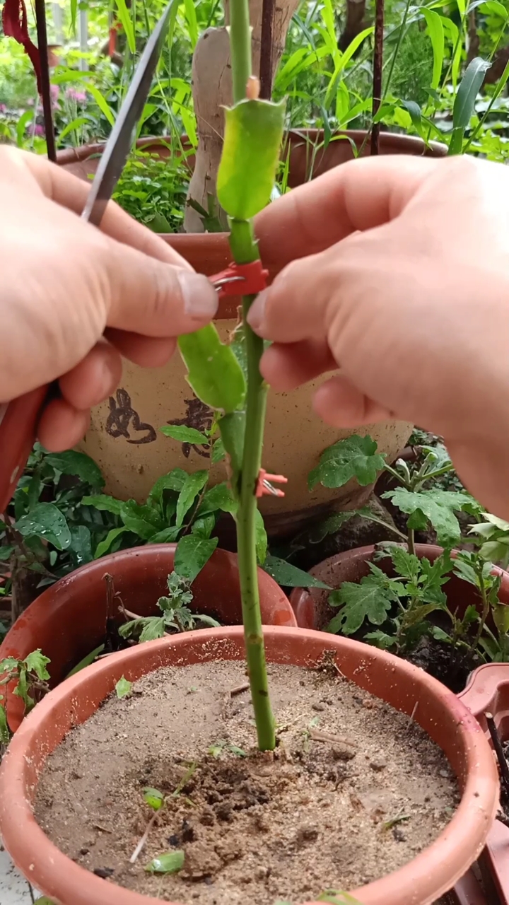 嫁接技术#万能树嫁接多层蟹爪兰技术,一般人不会