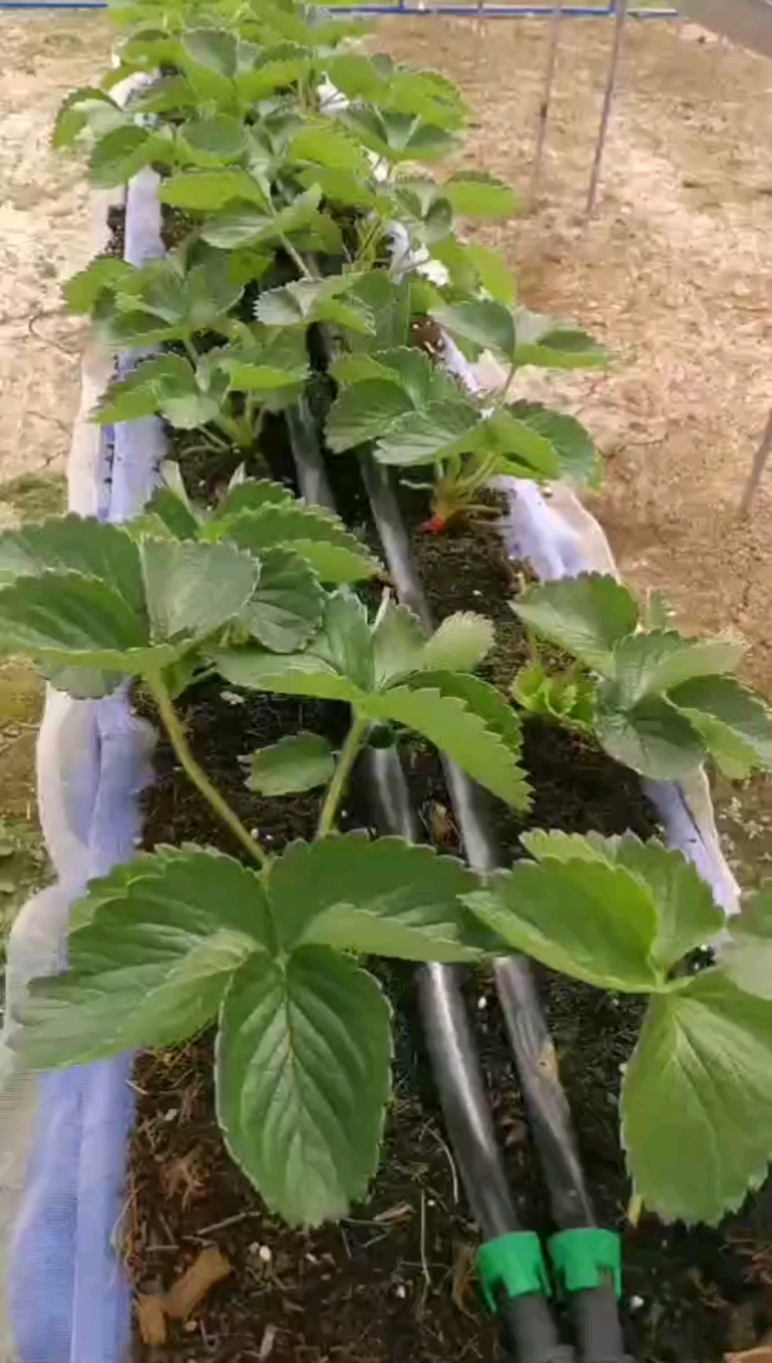 白雪公主草莓苗繁育基地