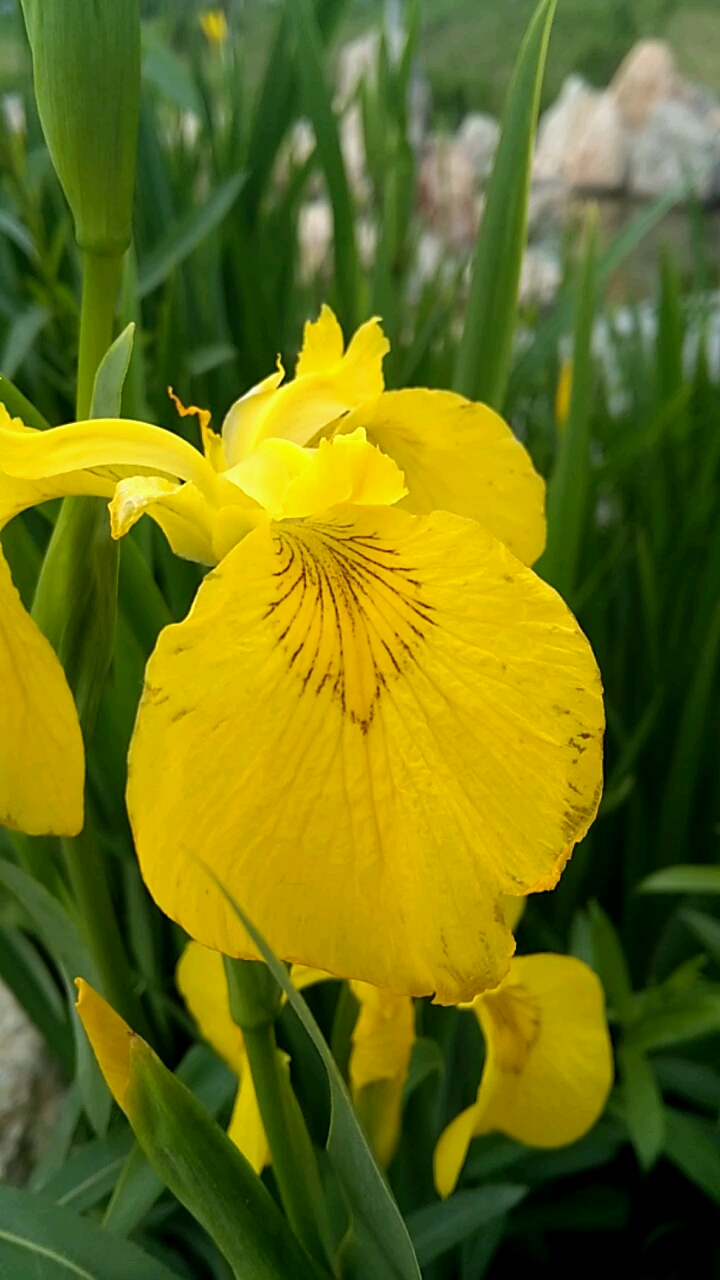 黃花鳶尾