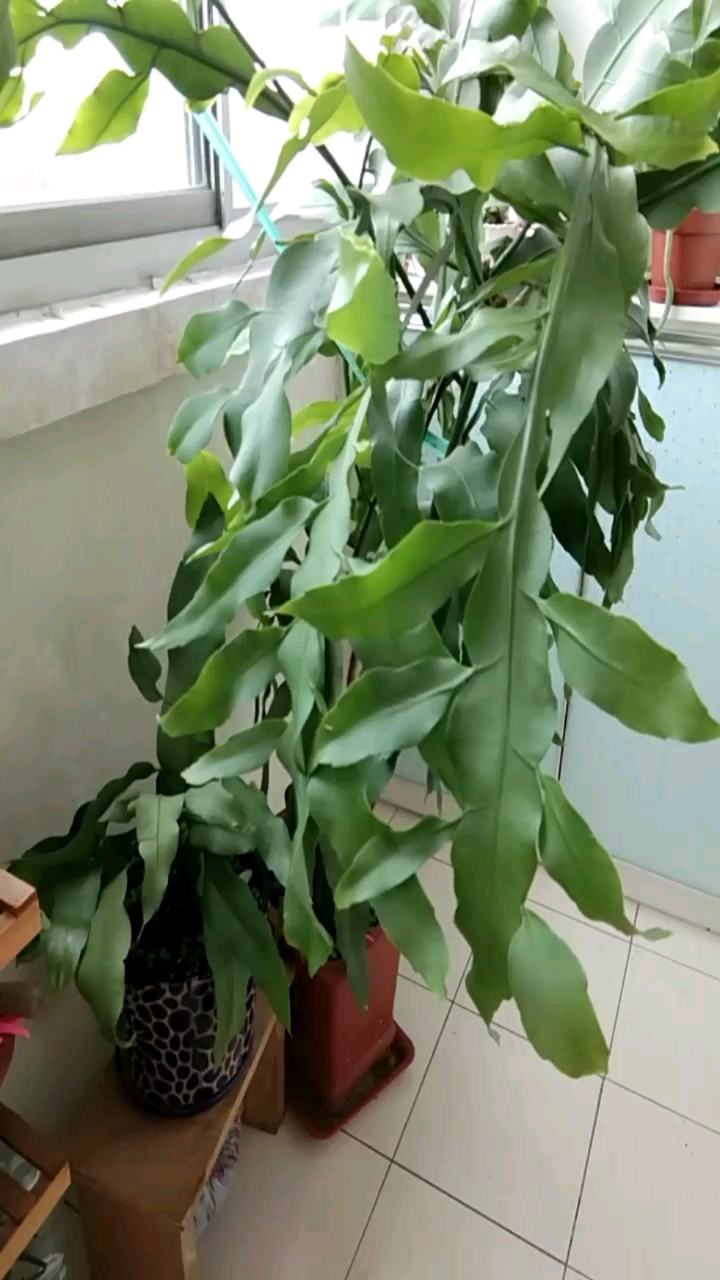 我的小花园#枝繁叶茂昙花树