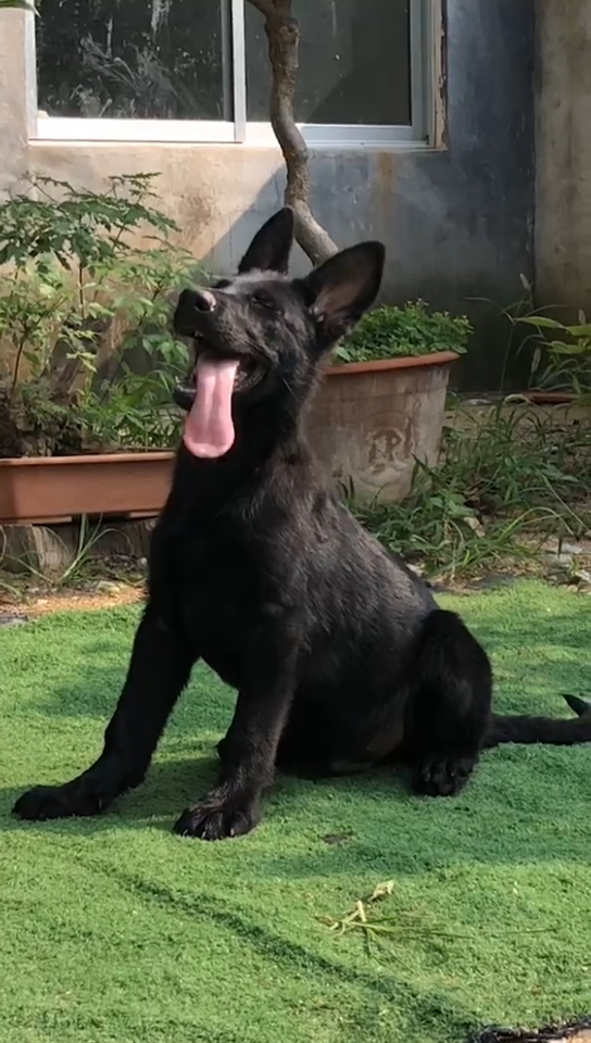 东德牧羊犬三个多月精品东德牧羊犬纯黑色东德性格嗷嗷叫后期训练不是