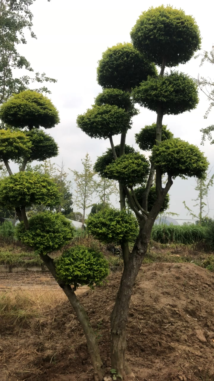 乡村生活亮晶晶造型女贞叶片嫩黄饱满有型四季不落叶可作为庭园景观树