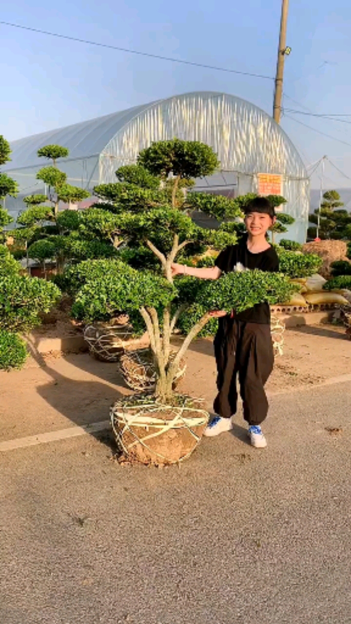 瓜子黄杨造型树家有黄杨富贵吉祥耐寒耐旱南北方都可以栽植