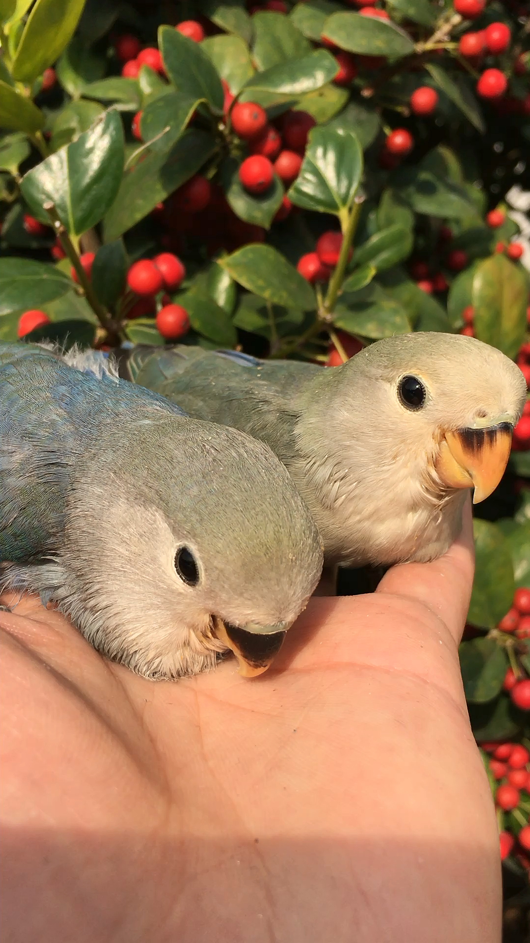 小鹦鹉就是要雏鸟开始养起这样才亲人粘人!