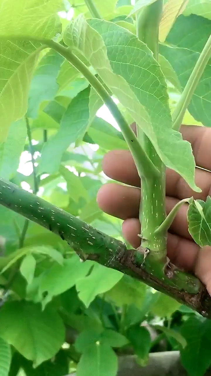 7月小視頻打卡賽#核桃樹嫁接,不管你是多麼牛逼的師父都有失誤的屎蝌