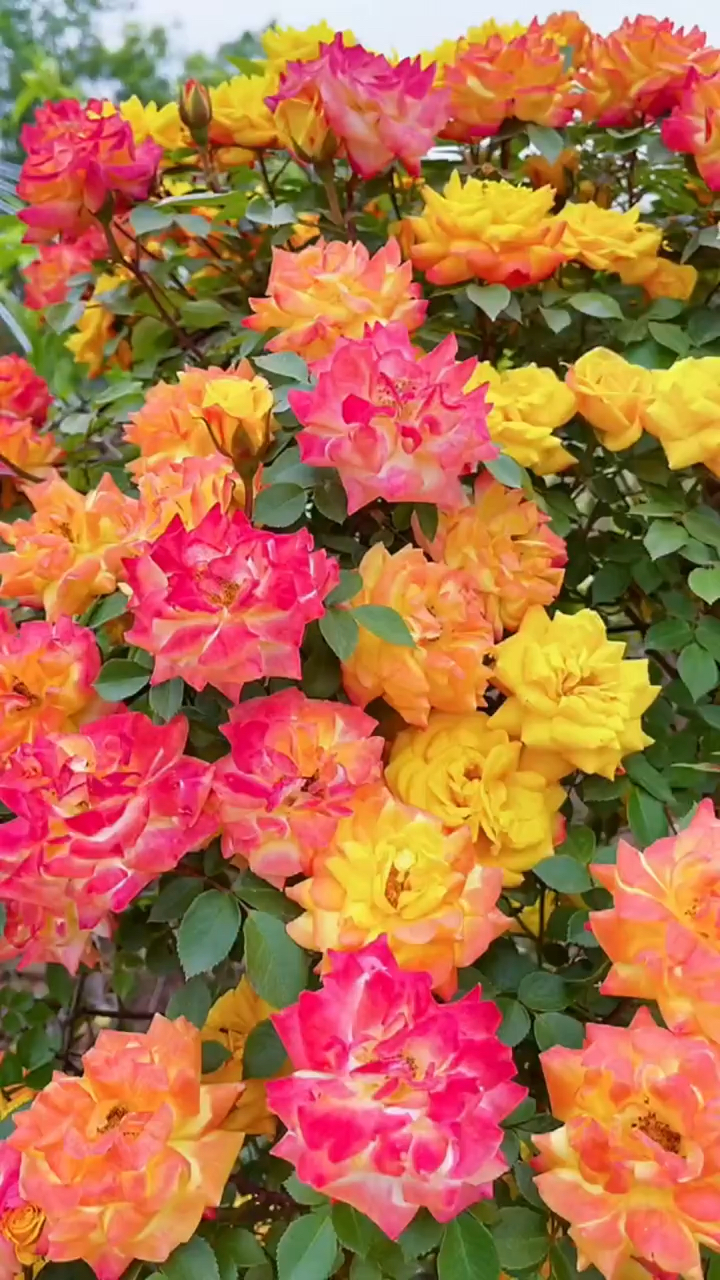 藤本月季藤彩虹也称变色龙花量多花期长多季循环开花