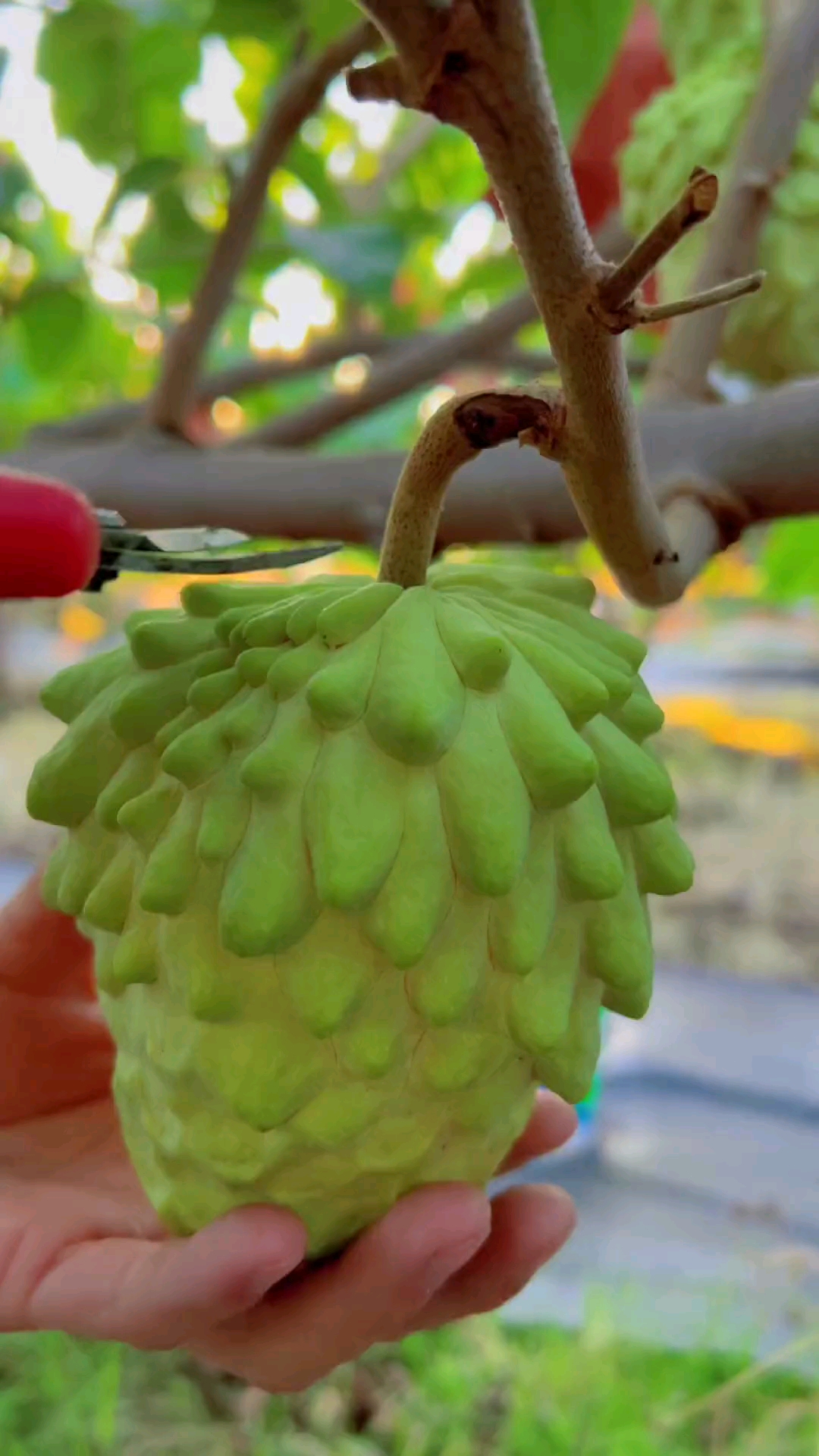 听说你还没有吃过凤梨释迦果,并且都不知道什么口感,首先它属于后熟性