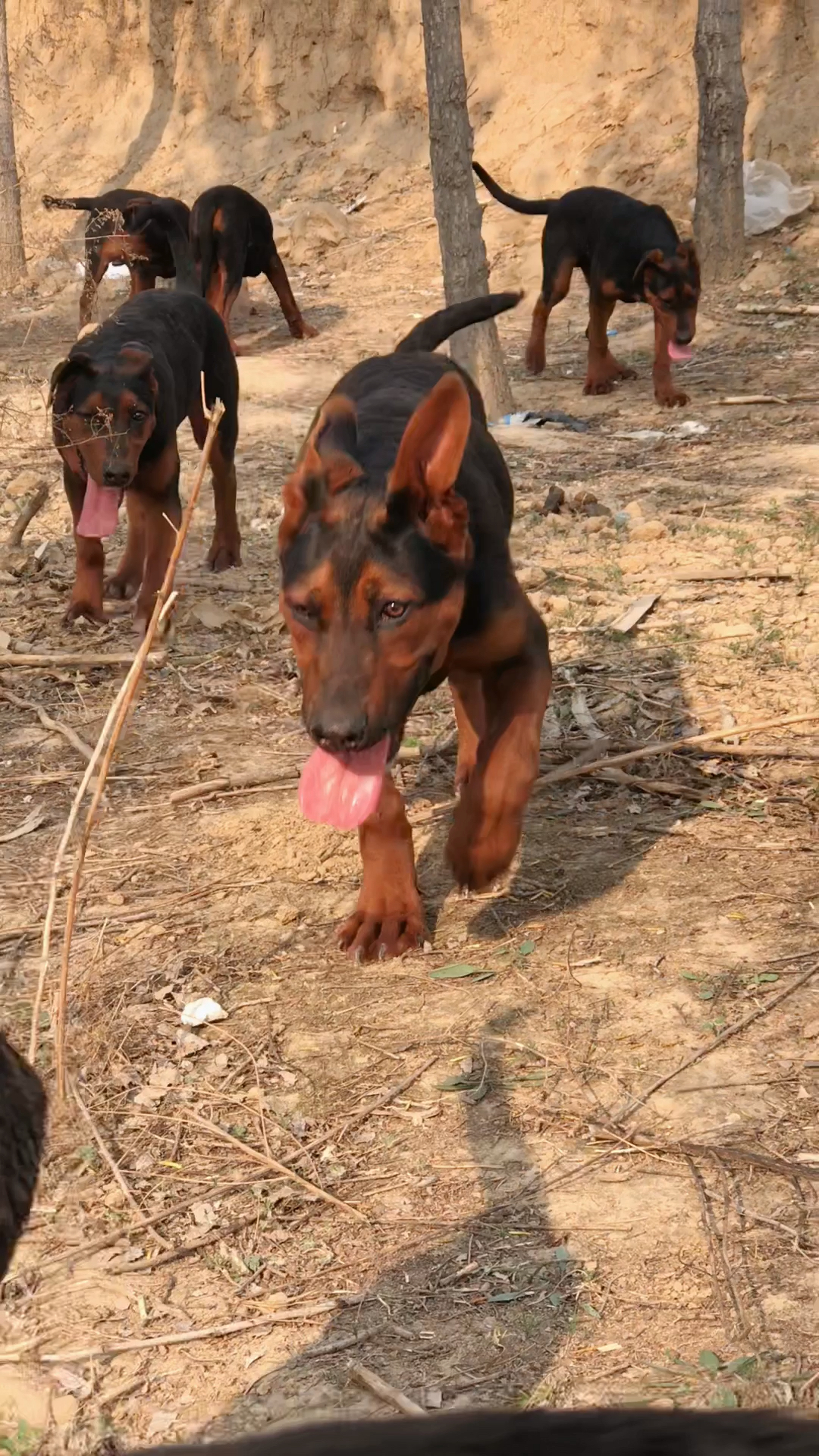 萊州紅犬#萊州紅小狗三個月了-度小視